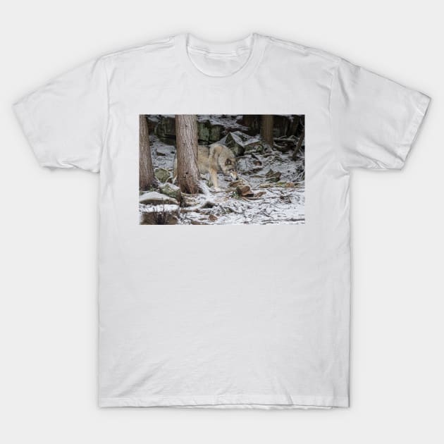 Eastern Gray Wolf T-Shirt by jaydee1400